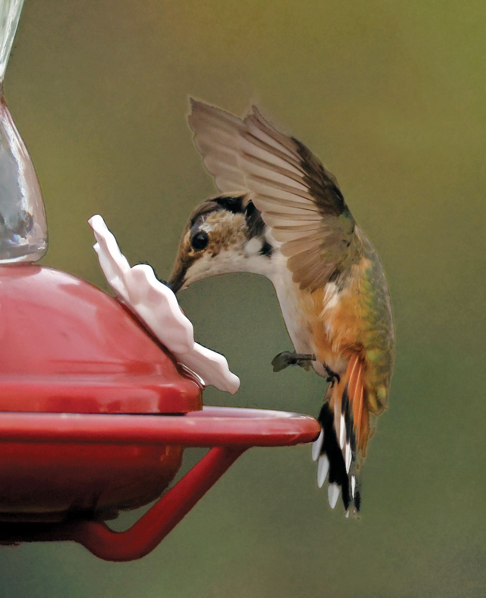 Rufous Hummingbird - ML645583692