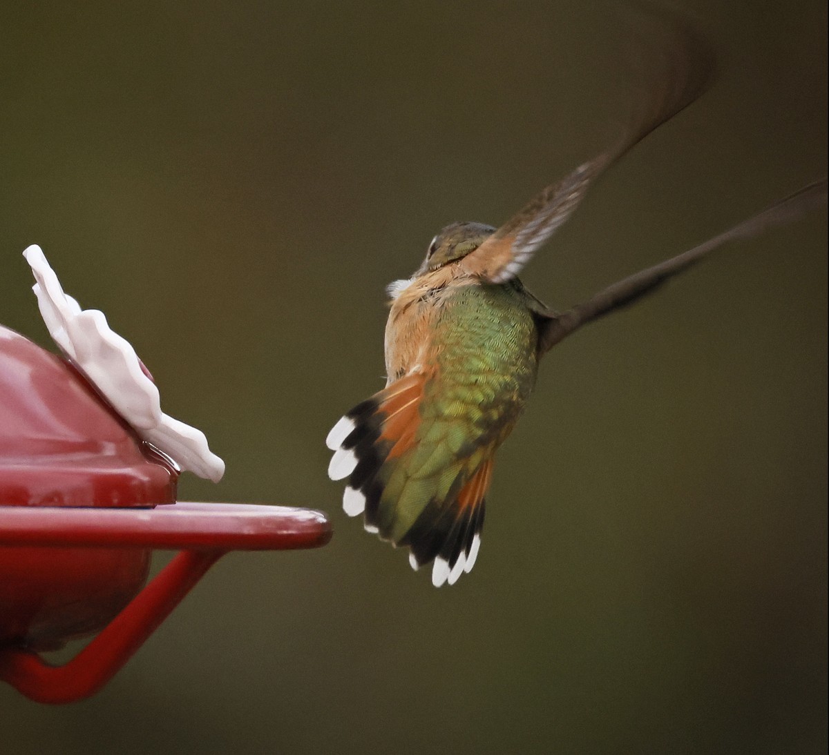 Rufous Hummingbird - ML645583693