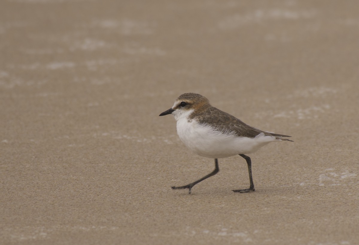 Red-capped Plover - ML645583695