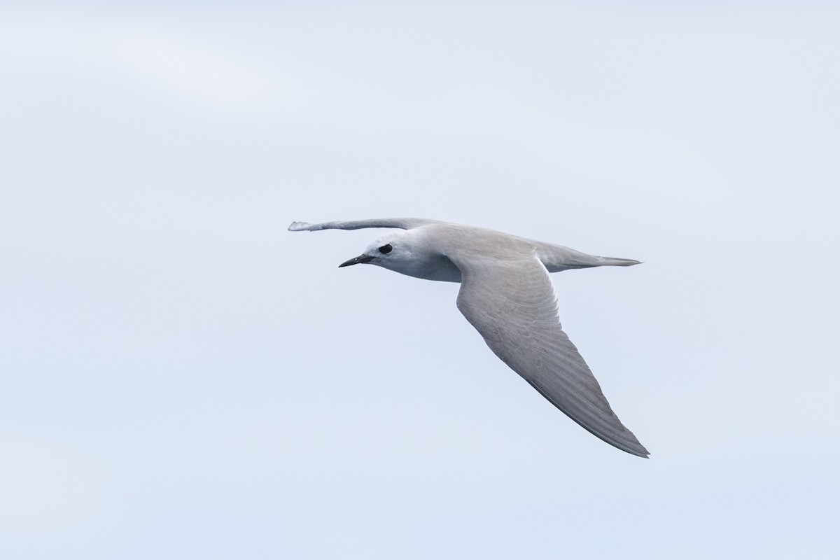 ハイイロアジサシ - ML645583696