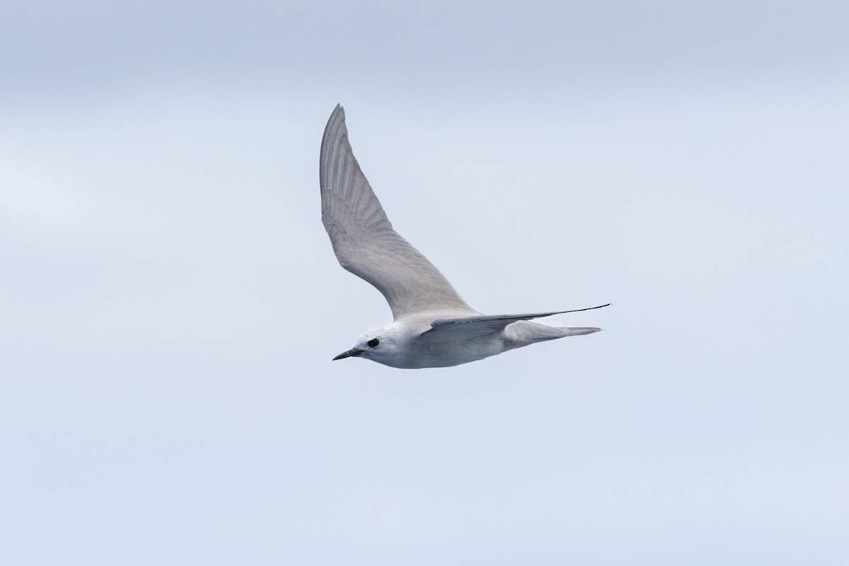 Gray Noddy - ML645583697