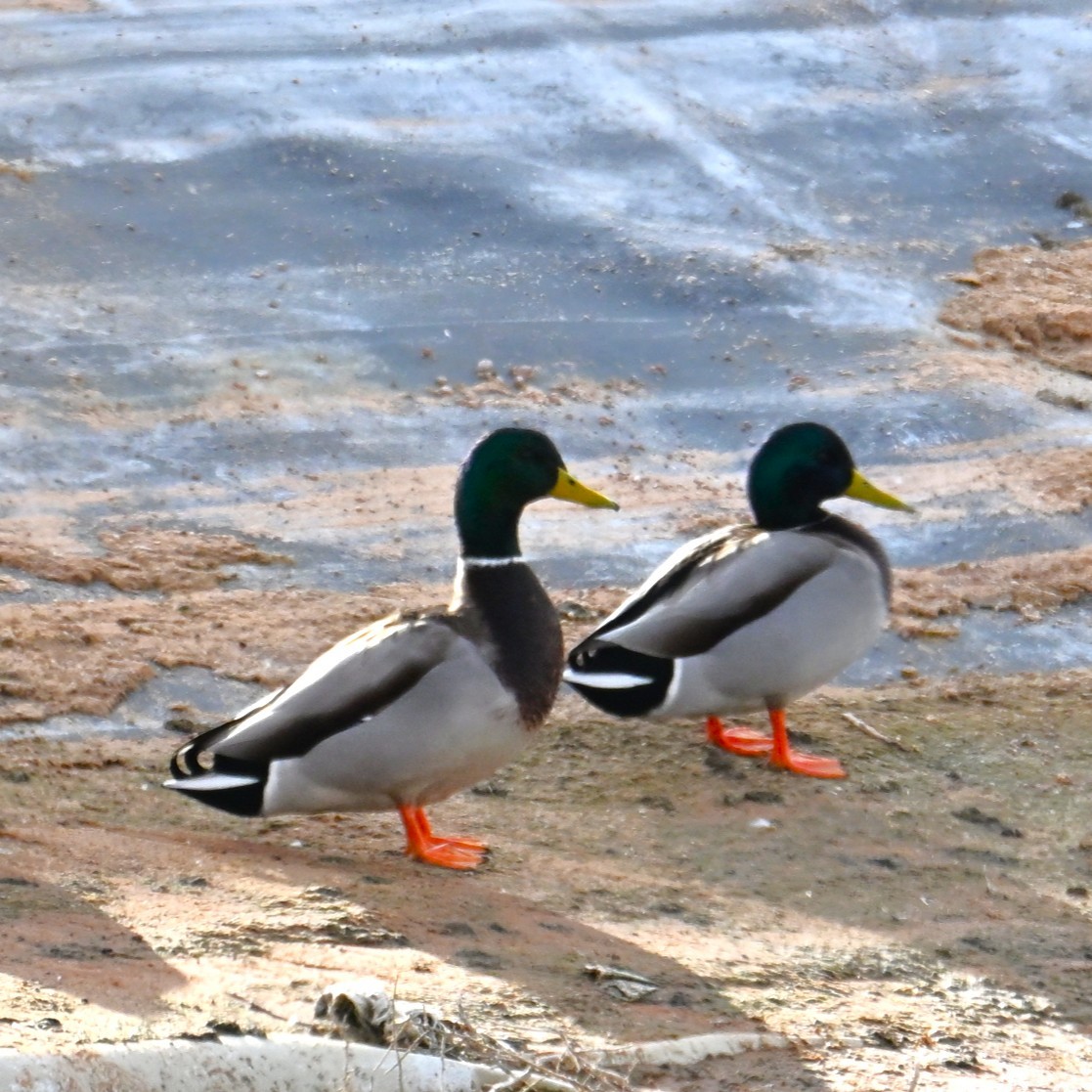 Mallard - ML645583700