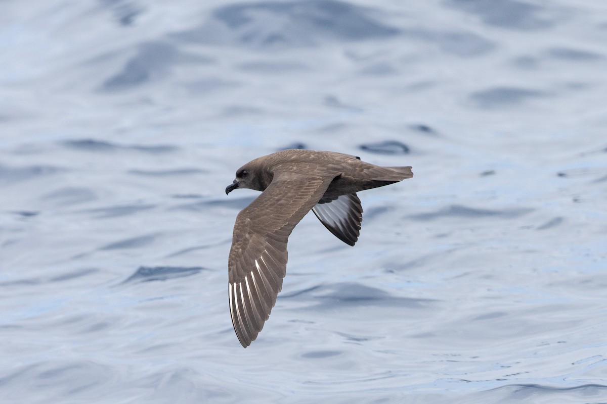 Kermadec Petrel - ML645583701