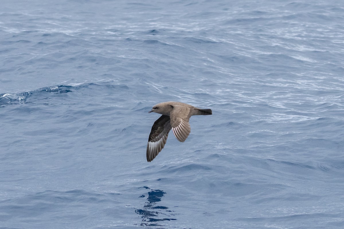 Kermadec Petrel - ML645583703