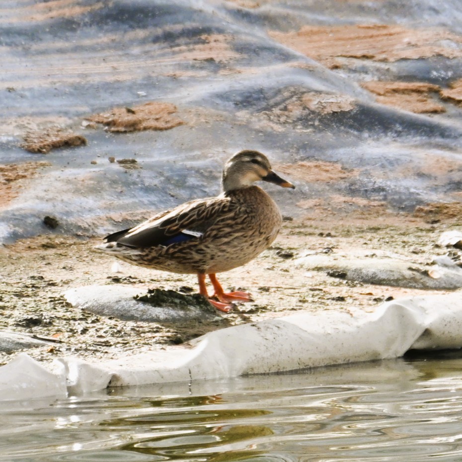 Mallard - ML645583704