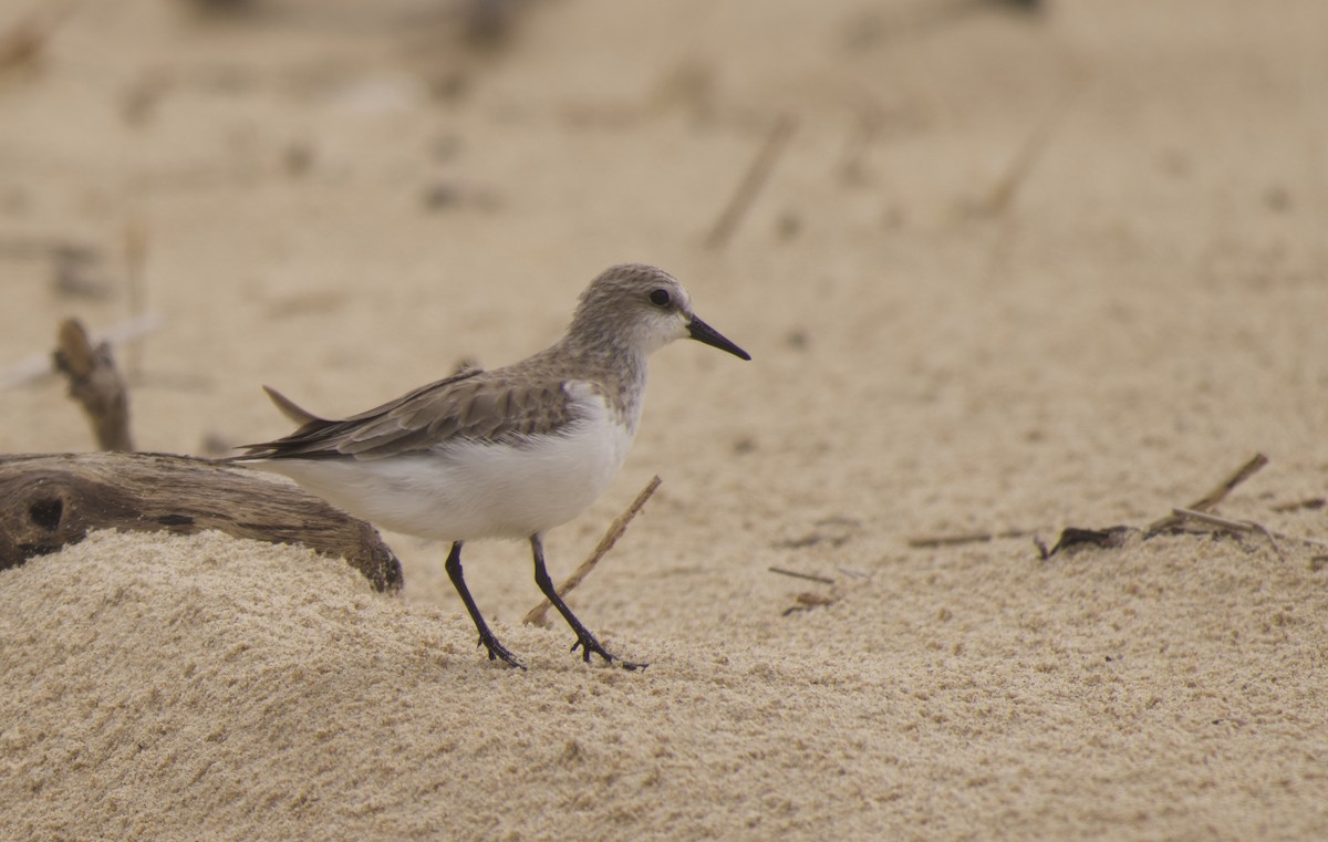 Red-necked Stint - ML645583705