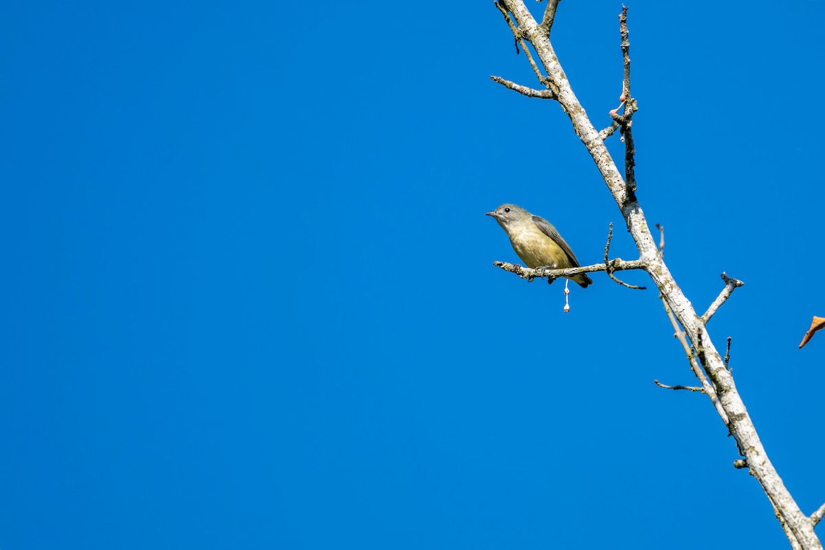 Fire-breasted Flowerpecker - ML645583706