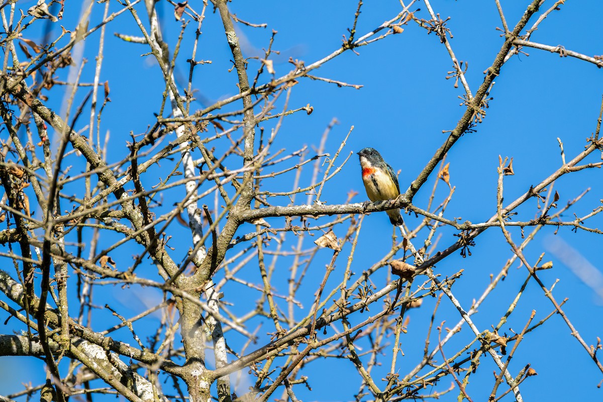 Fire-breasted Flowerpecker - ML645583707