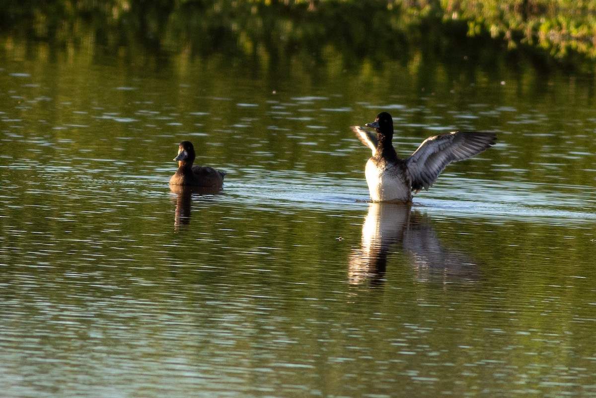 Lesser Scaup - ML645583709