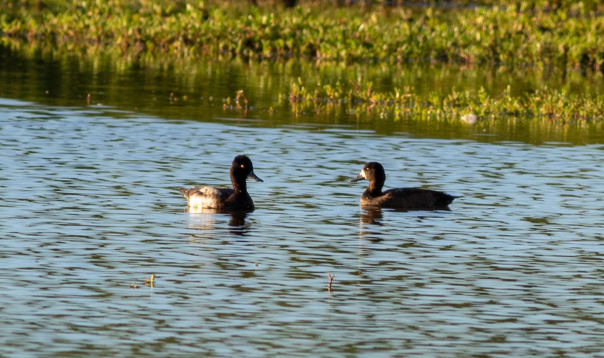 Lesser Scaup - ML645583710