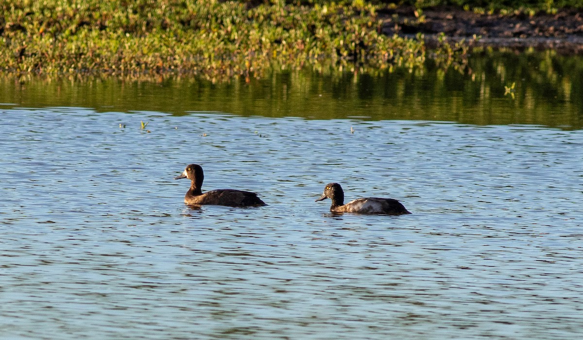Lesser Scaup - ML645583711