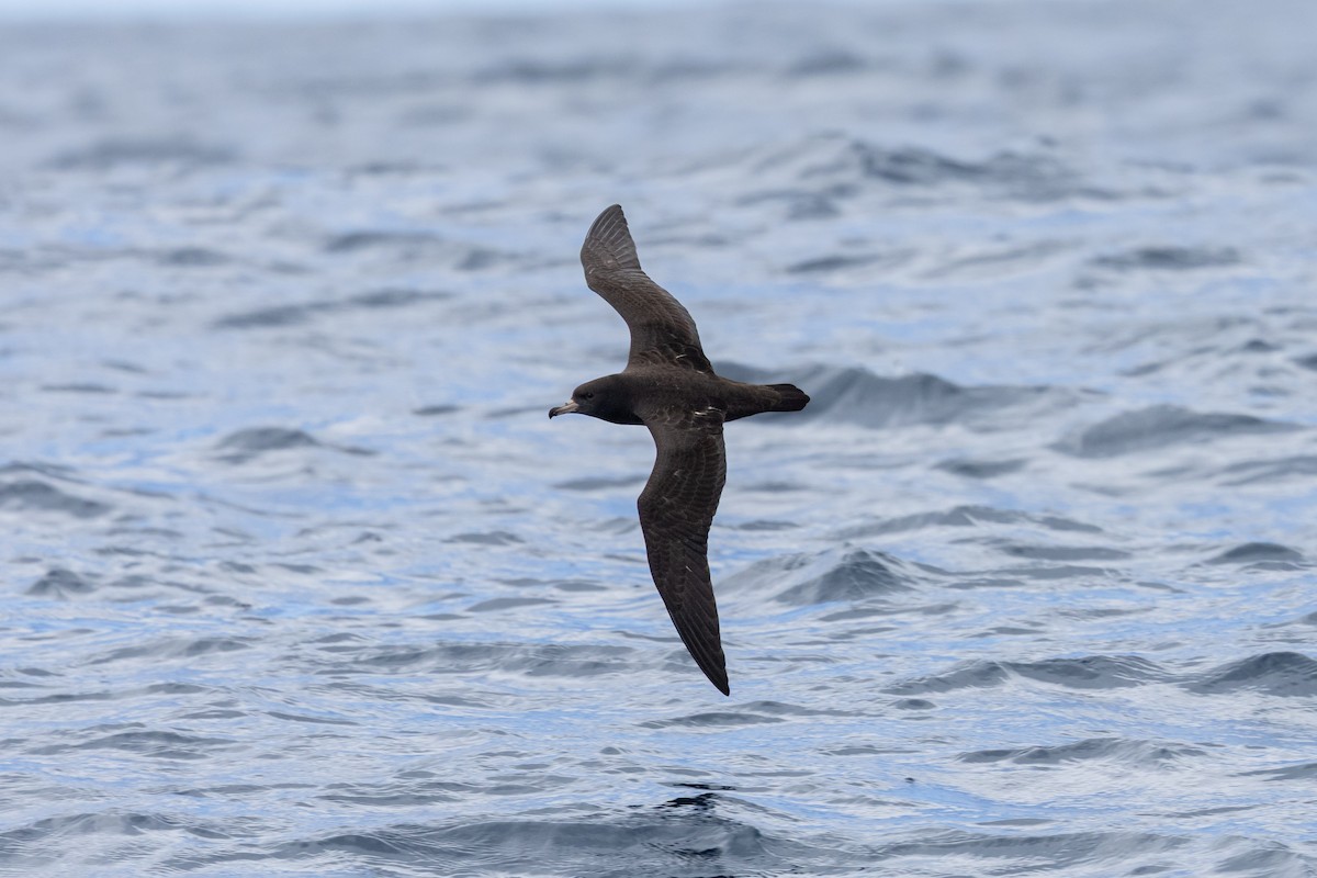 Flesh-footed Shearwater - ML645583712