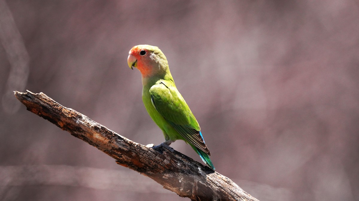Rosy-faced Lovebird - ML645583714