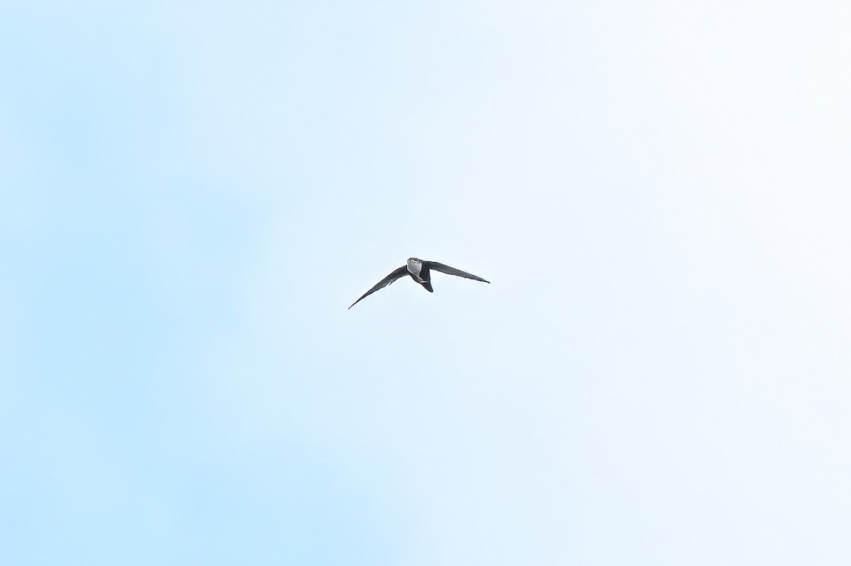 White-throated Swift - ML645583716