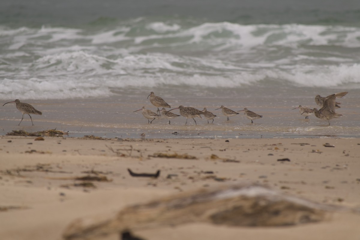 Far Eastern Curlew - ML645583718