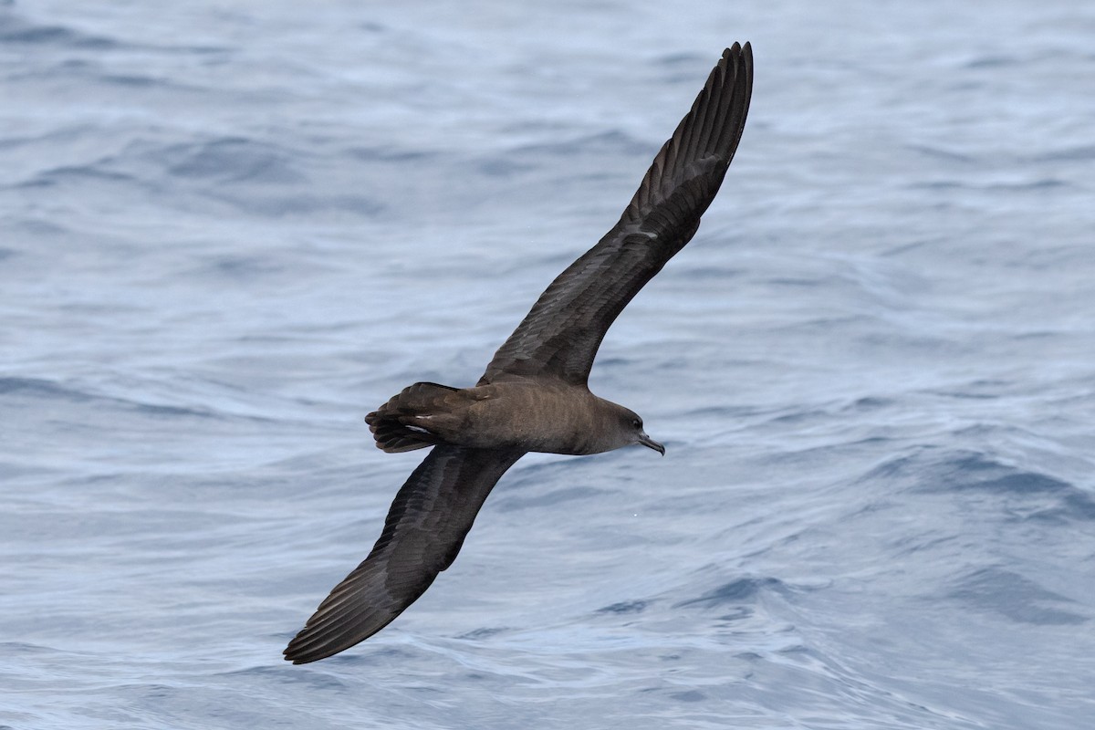 Wedge-tailed Shearwater - ML645583719