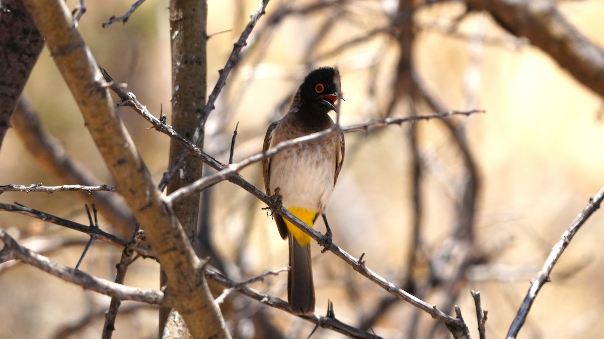 Black-fronted Bulbul - ML645583720