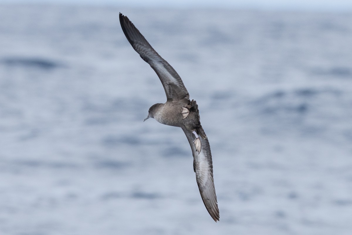 Short-tailed Shearwater - ML645583721