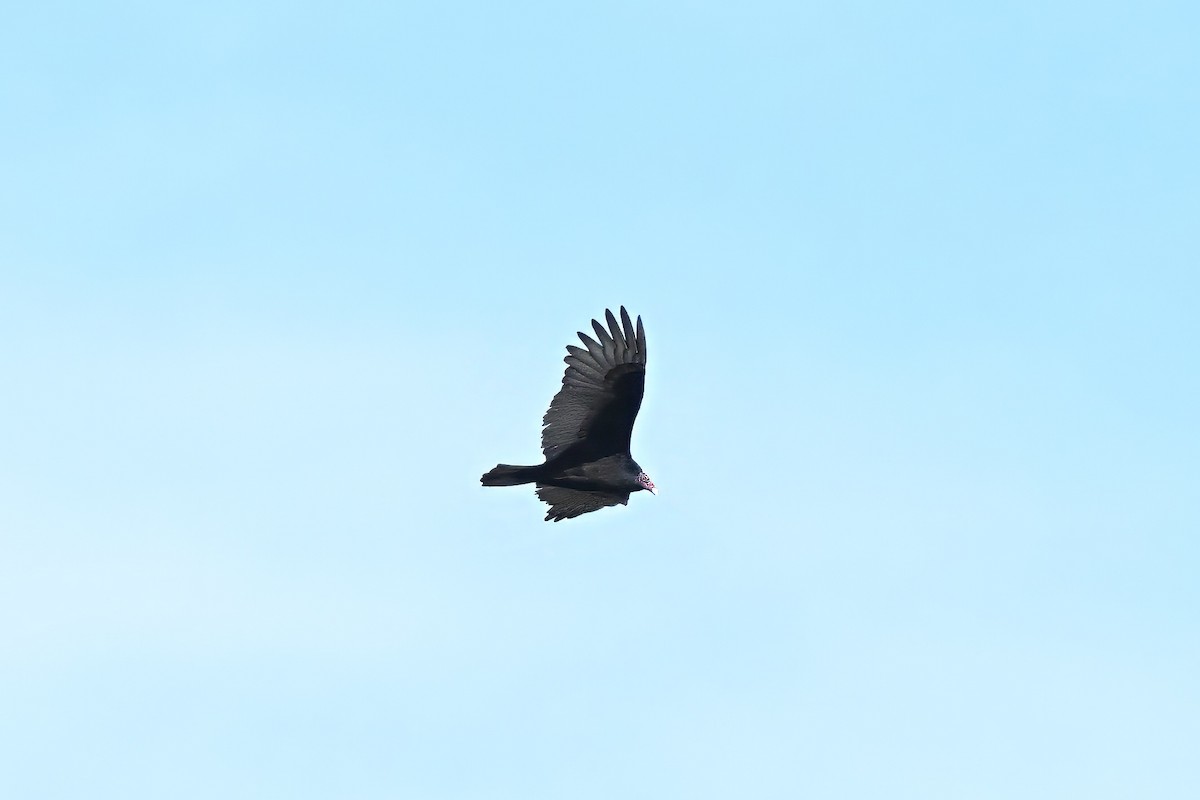 Turkey Vulture - ML645583723