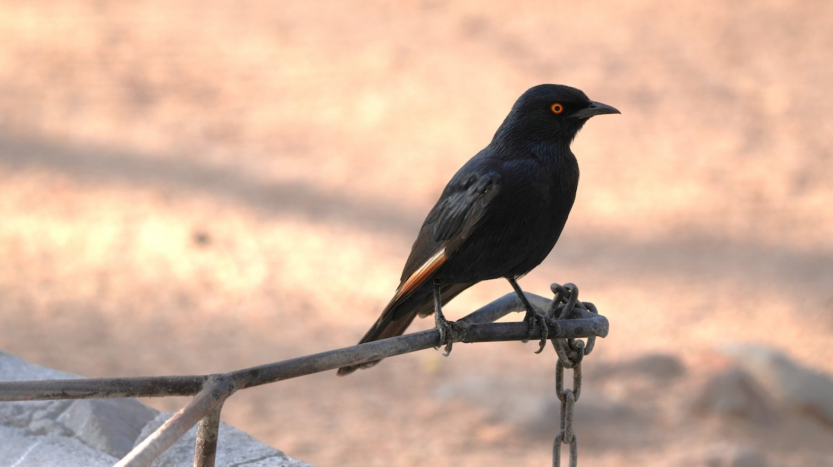 Бледнокрылый скворец - ML645583729