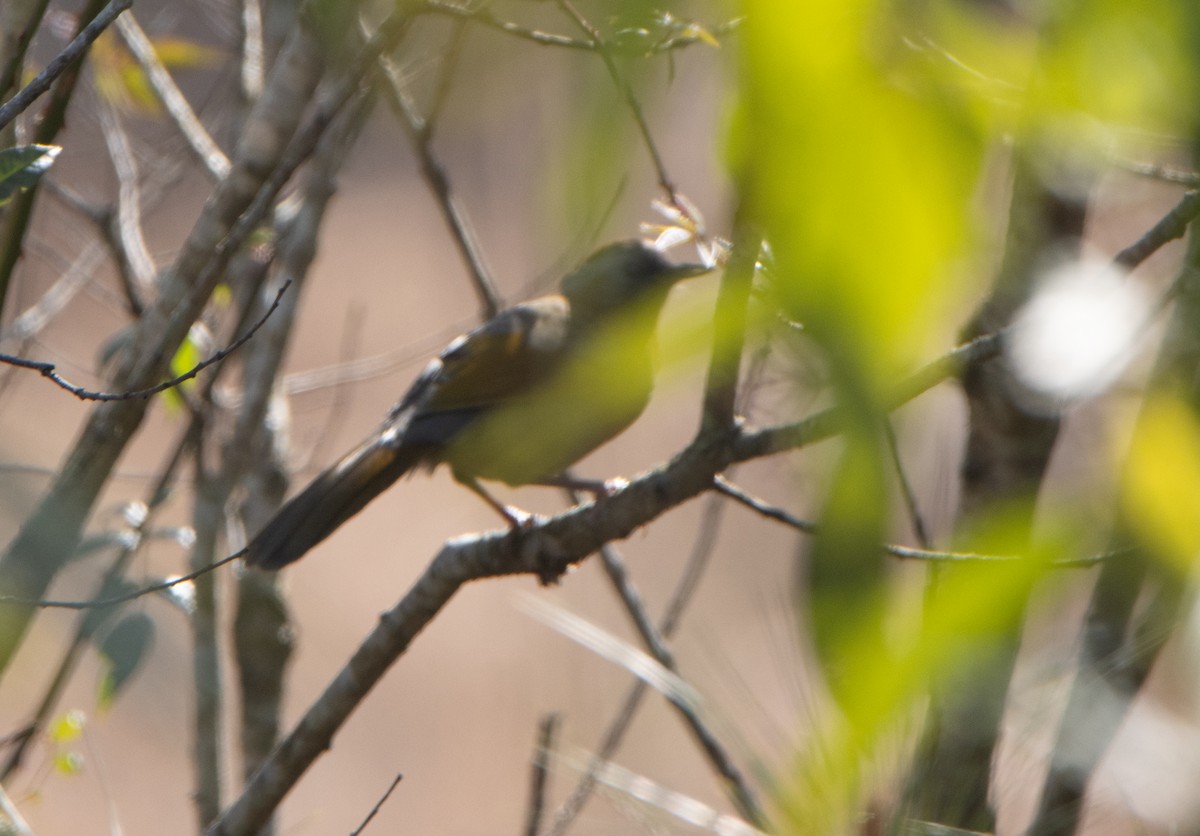 Assam Laughingthrush - ML645583730