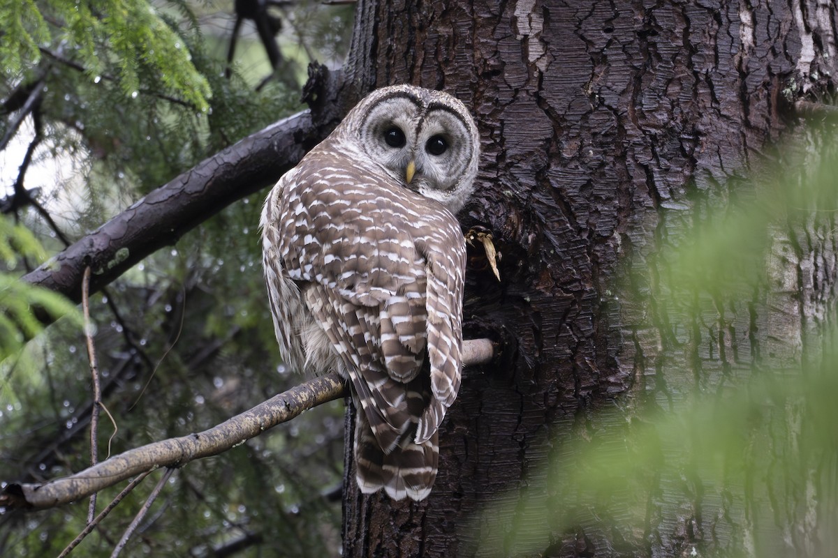 Cárabo Norteamericano - ML645583731