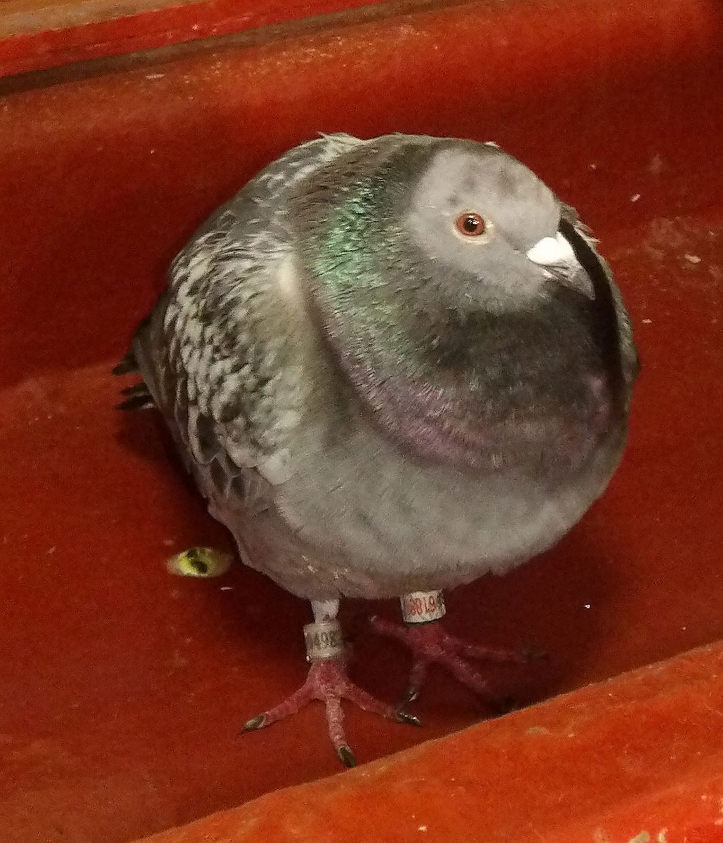 Haitz-usoa (etxekoa) - ML645583734