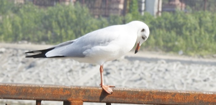 Gaviota Centroasiática - ML645583735