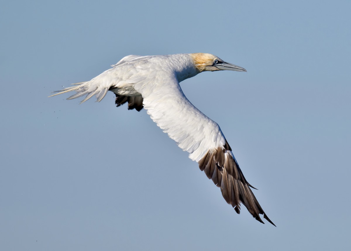 Northern Gannet - ML645583740