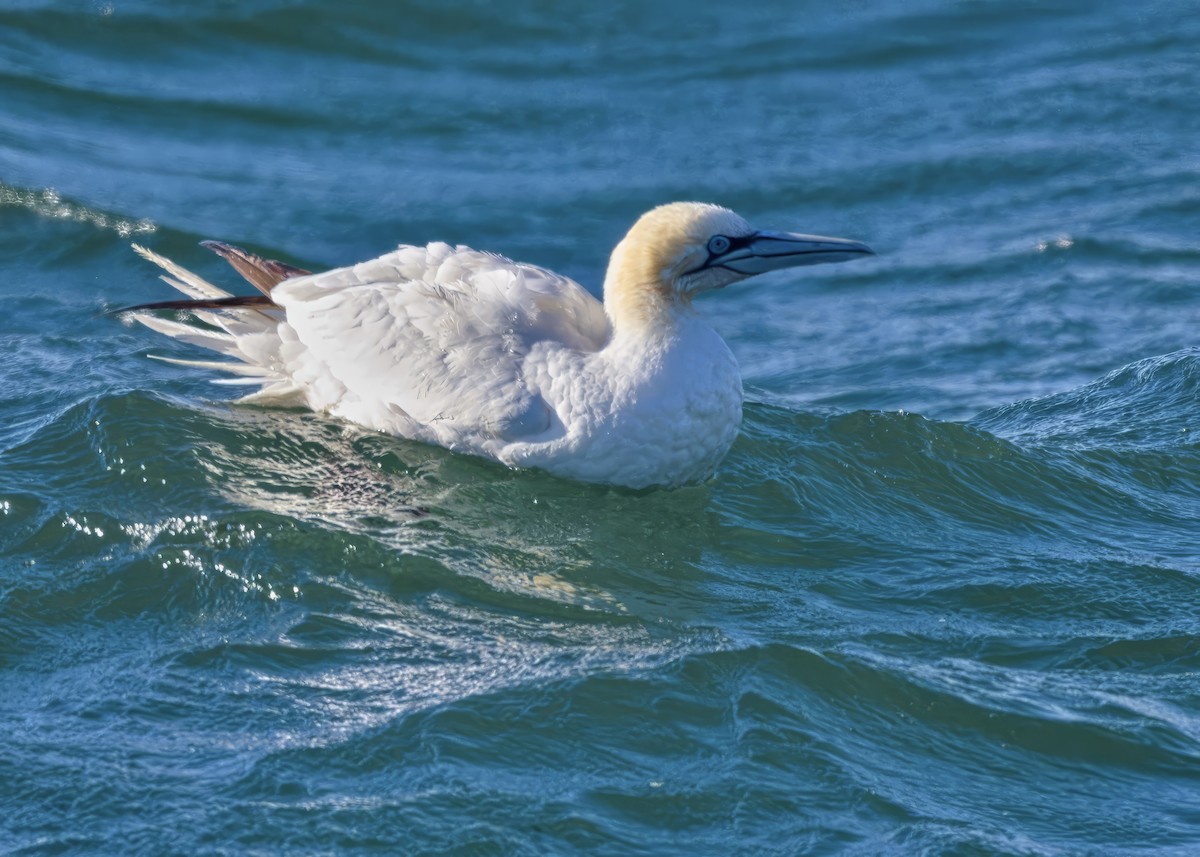 Northern Gannet - ML645583742