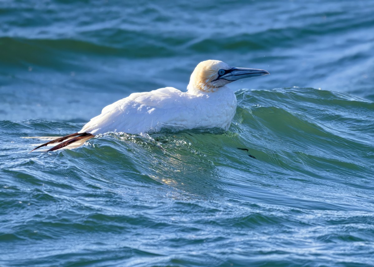 Northern Gannet - ML645583743