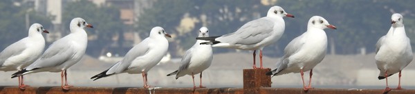 Gaviota Centroasiática - ML645583744