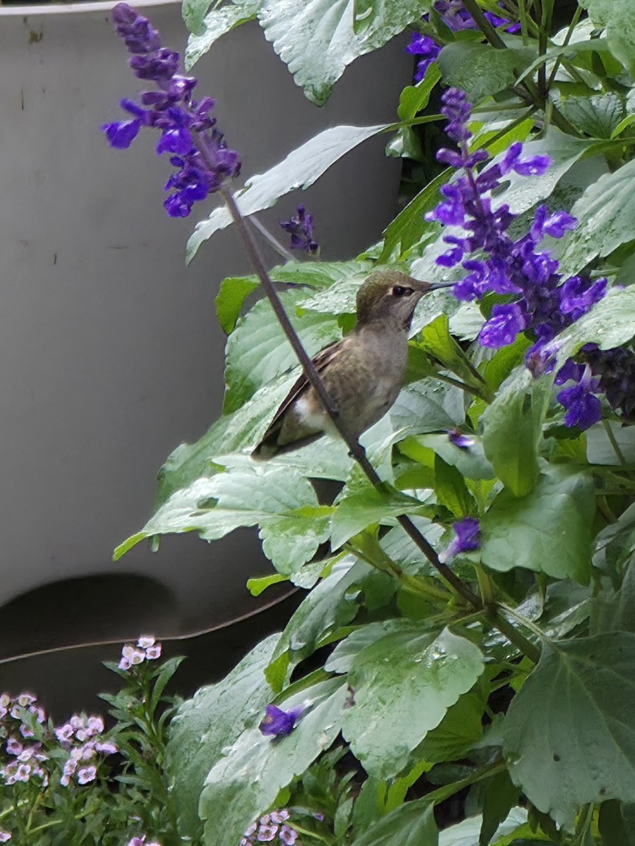 Anna's Hummingbird - ML645583747