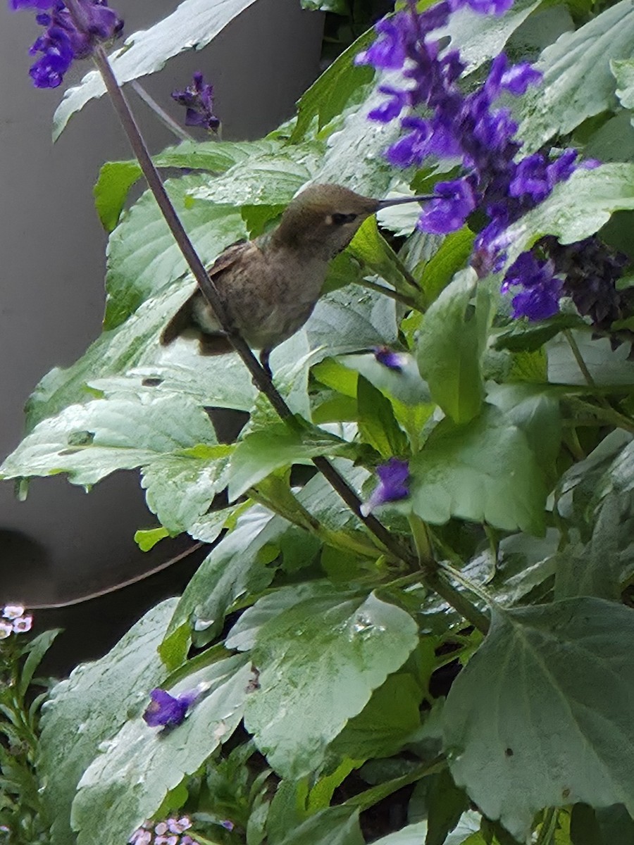 Anna's Hummingbird - ML645583748