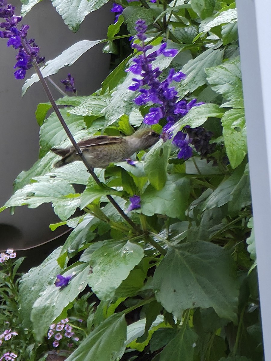 Anna's Hummingbird - ML645583749