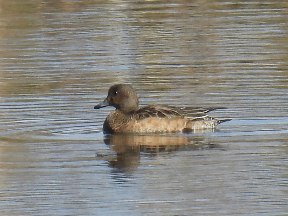 Eurasian Wigeon - ML645583750