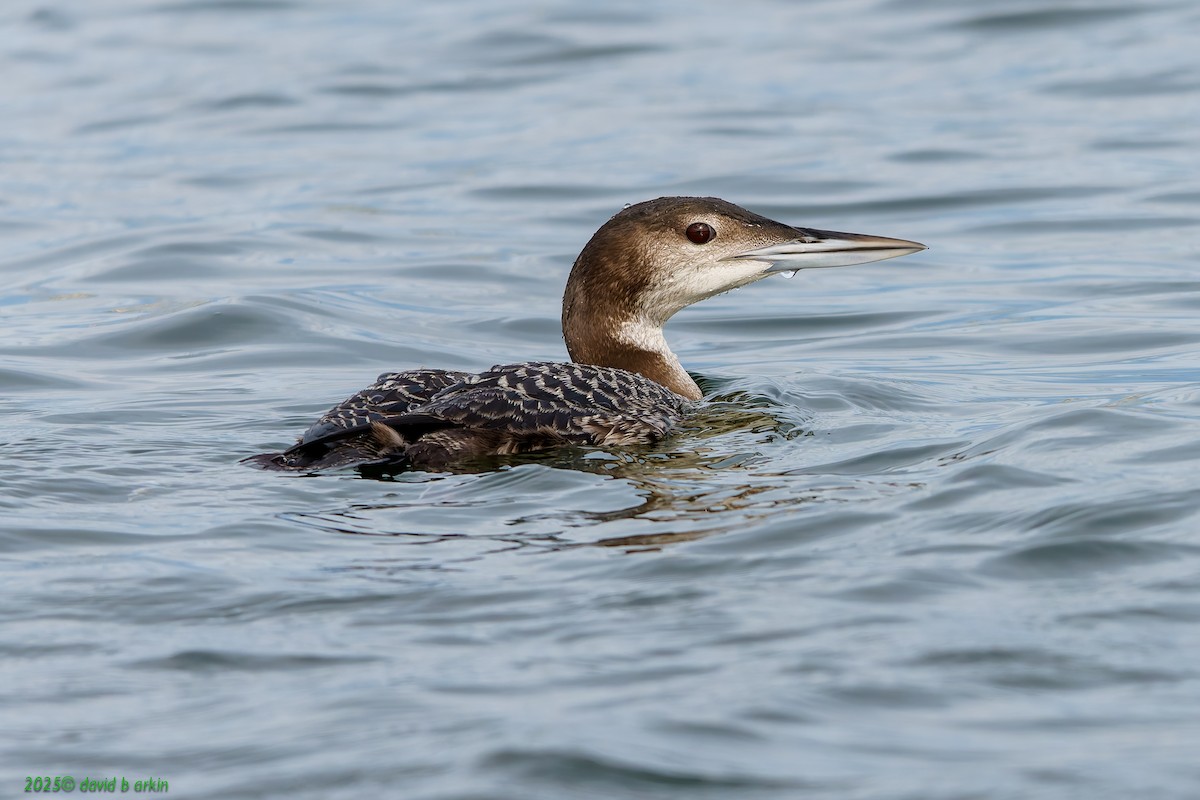 Common Loon - ML645583752