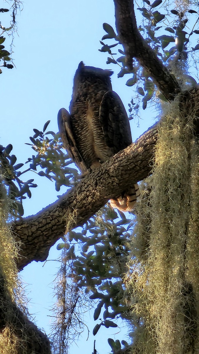 Great Horned Owl - ML645583756
