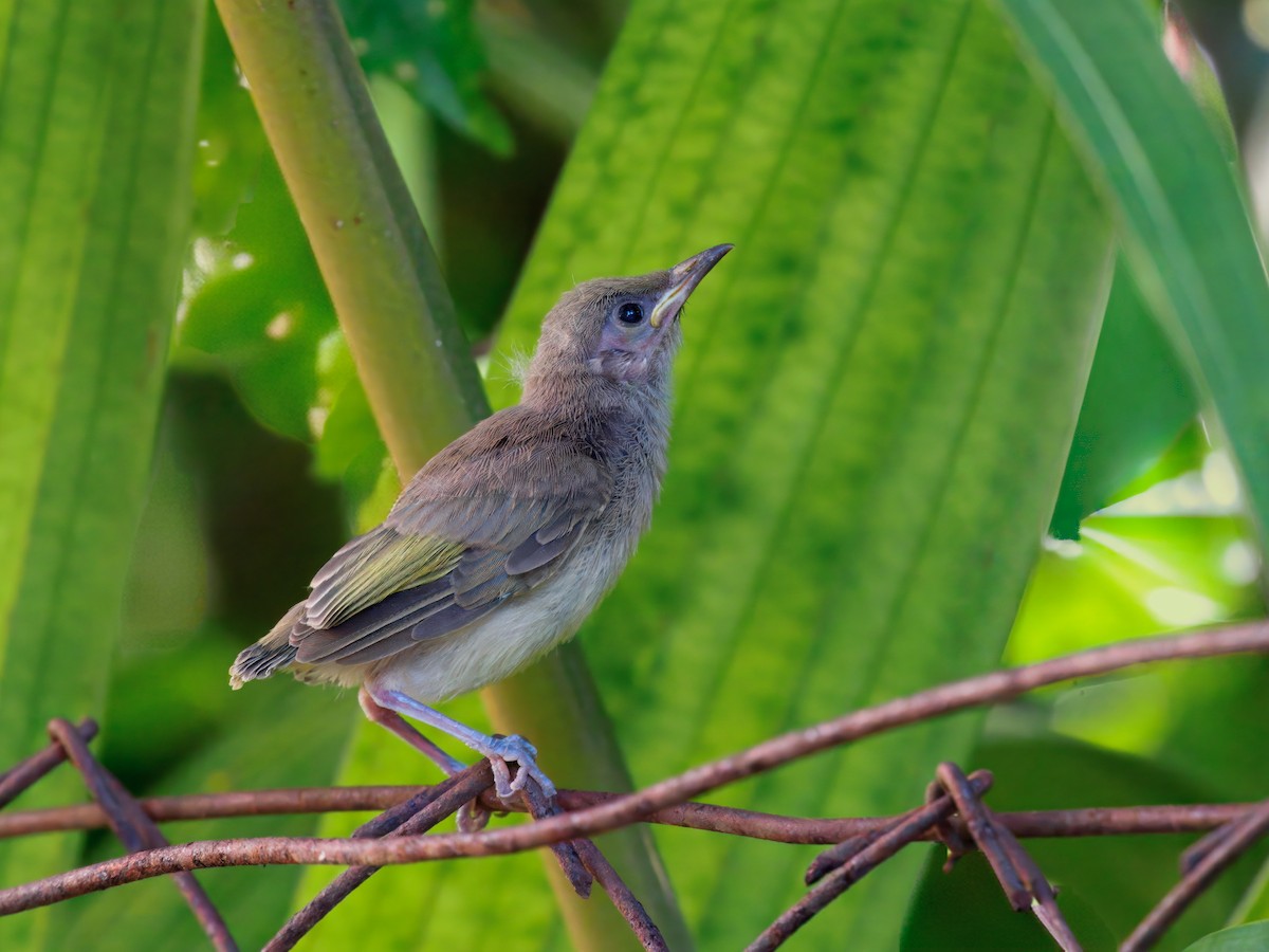 Brown Honeyeater - ML645583759