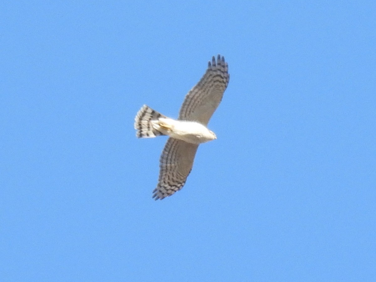 jestřáb lesní - ML645583764