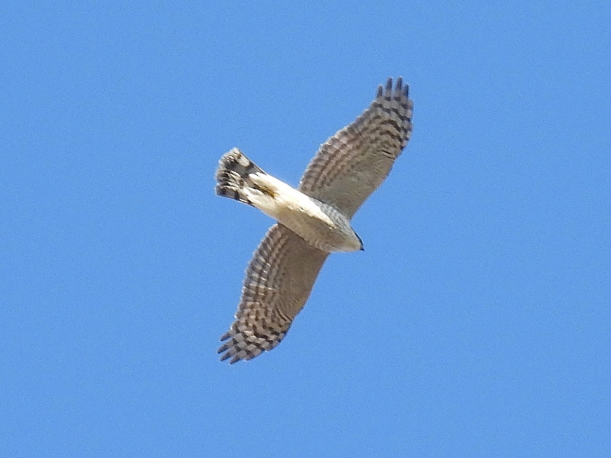 jestřáb lesní - ML645583765