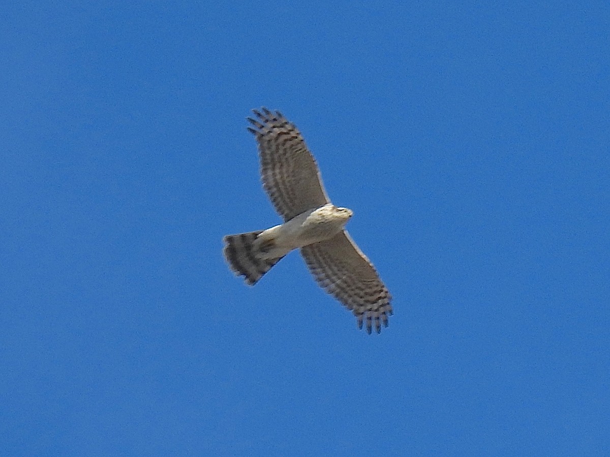 jestřáb lesní - ML645583766