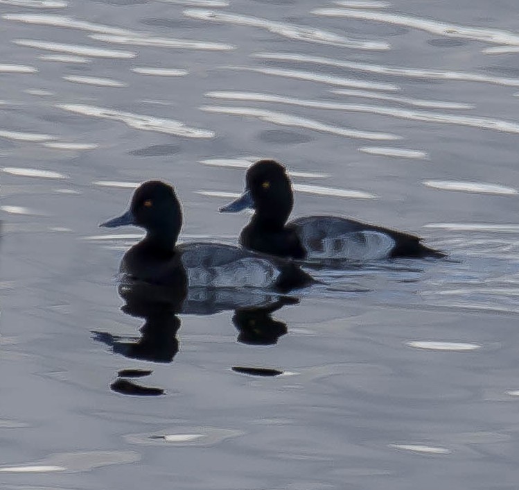 コスズガモ - ML645583769