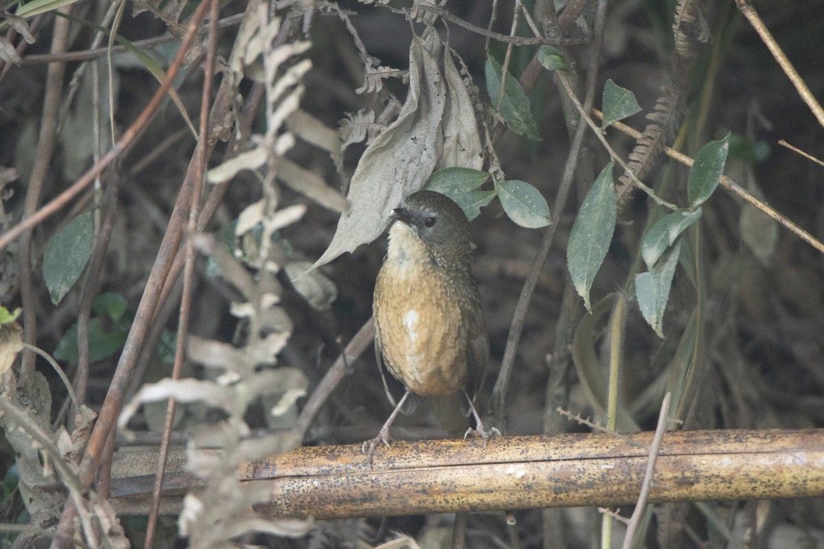 Tawny-breasted Wren-Babbler - ML645583777