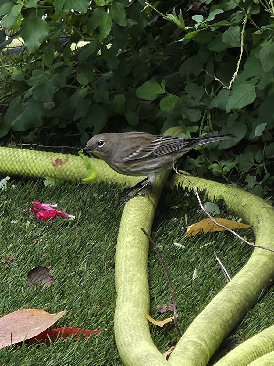 Yellow-rumped Warbler - ML645583788