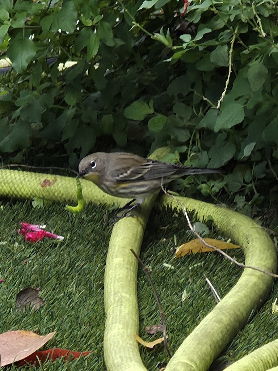 Yellow-rumped Warbler - ML645583789