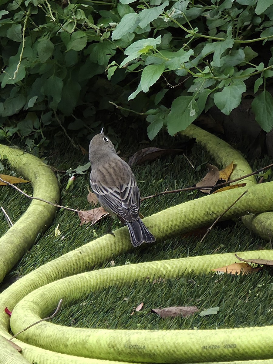 Yellow-rumped Warbler - ML645583790
