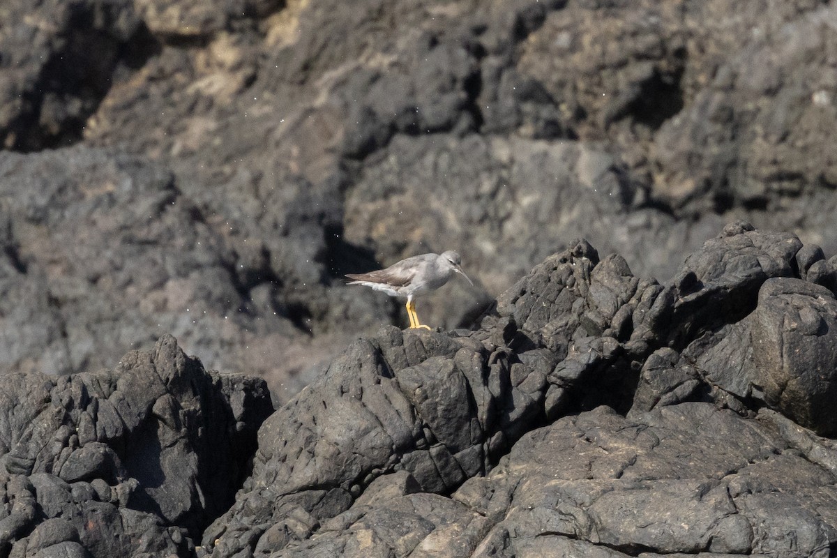 Wandering Tattler - ML645583791