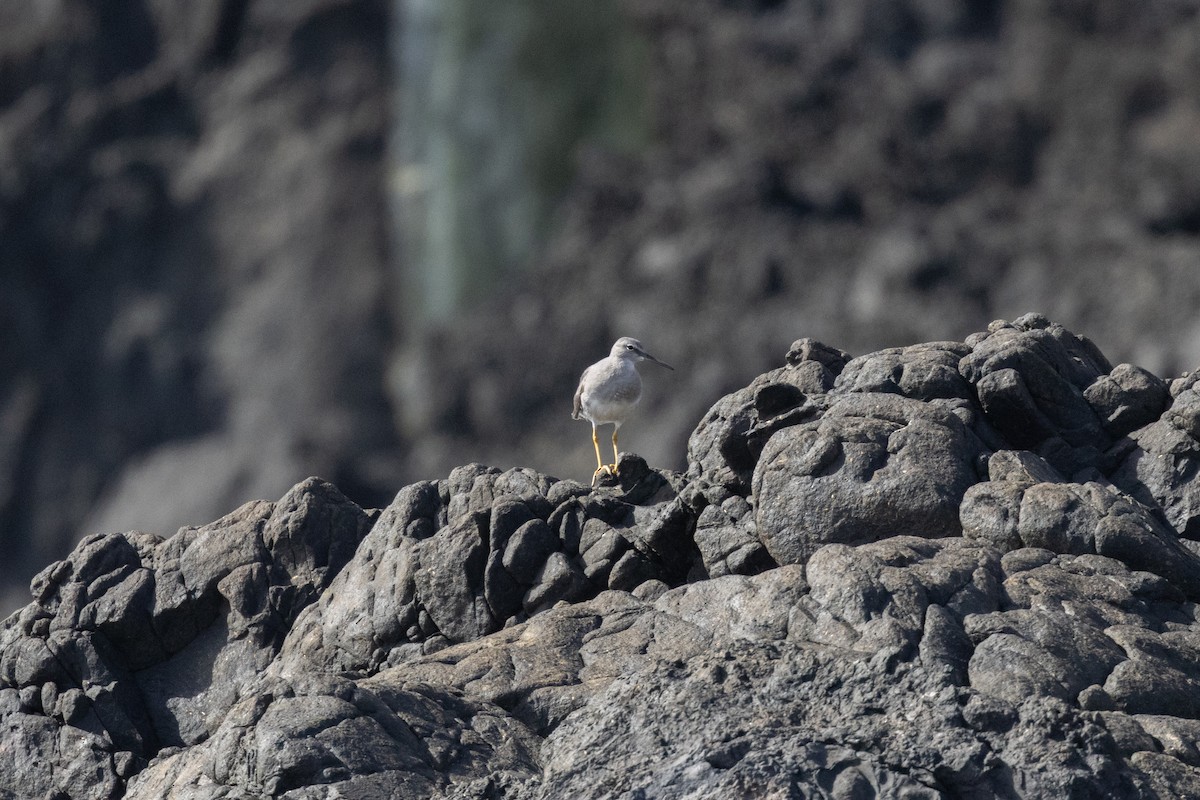 Wandering Tattler - ML645583792