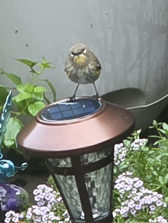 Yellow-rumped Warbler - ML645583795